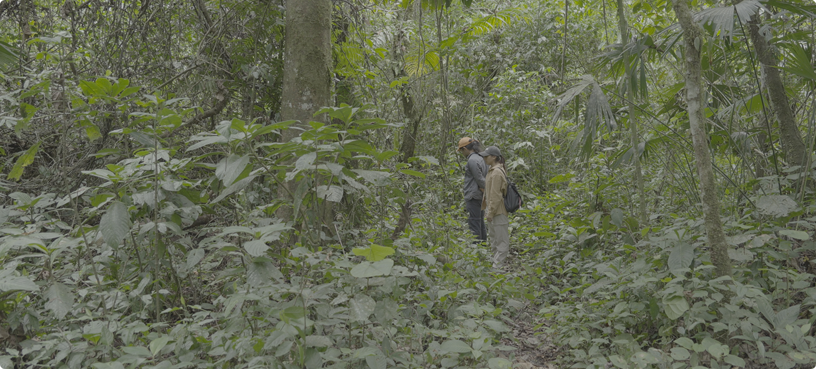 Persona caminando en un sendero dentro del bosque